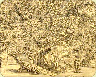 cabane-arbre-medicis-villa-protalino