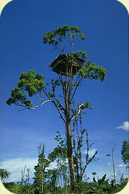 maison-arbre-korowai