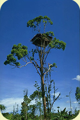 maison-arbre-korowai